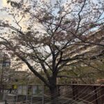 しほいるよ〜👶🏻