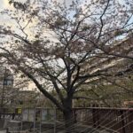 しほいるよ〜👶🏻